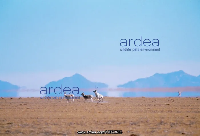 : CHIRU / Tibetan ANTELOPE - courtship herding : CHIRU / Tibetan ANTELOPE - courtship herding