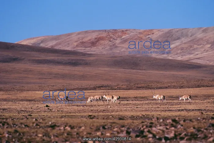 : CHIRU / Tibetan ANTELOPE - group of males : CHIRU / Tibetan ANTELOPE - group of males