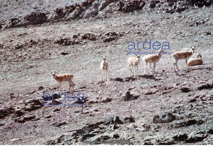: CHIRU / Tibetan ANTELOPE - Herd of females on summer : CHIRU / Tibetan ANTELOPE - Herd of females on summer