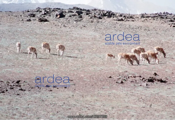: CHIRU / Tibetan ANTELOPE - herd of females on summer : CHIRU / Tibetan ANTELOPE - herd of females on summer