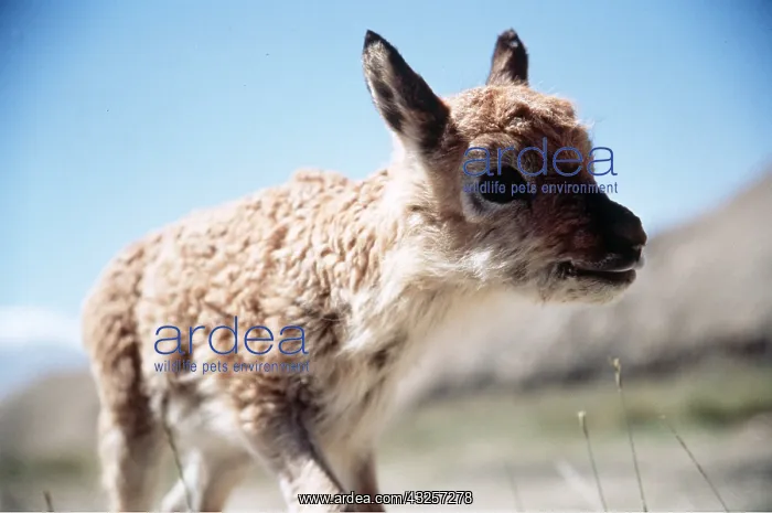 : CHIRU / Tibetan ANTELOPE - Infant : CHIRU / Tibetan ANTELOPE - Infant