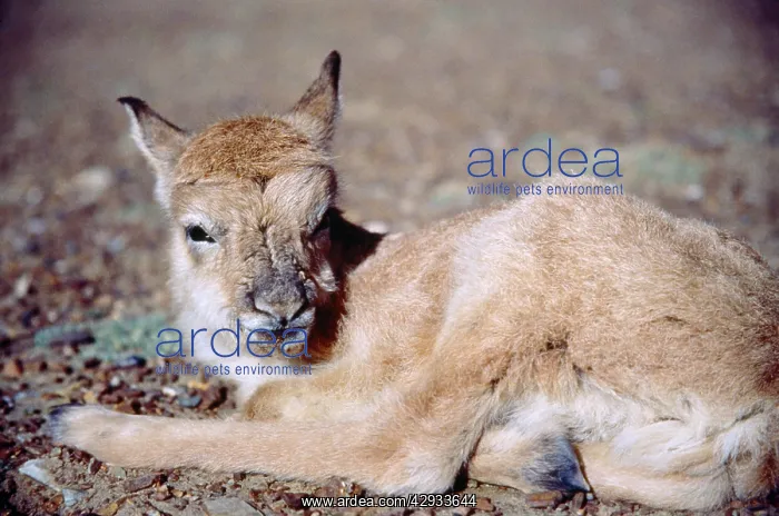  : CHIRU  /  Tibetan ANTELOPE - infant, lying. Close-up