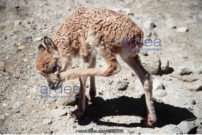 : CHIRU / Tibetan ANTELOPE - Infant scratching : CHIRU / Tibetan ANTELOPE - Infant scratching