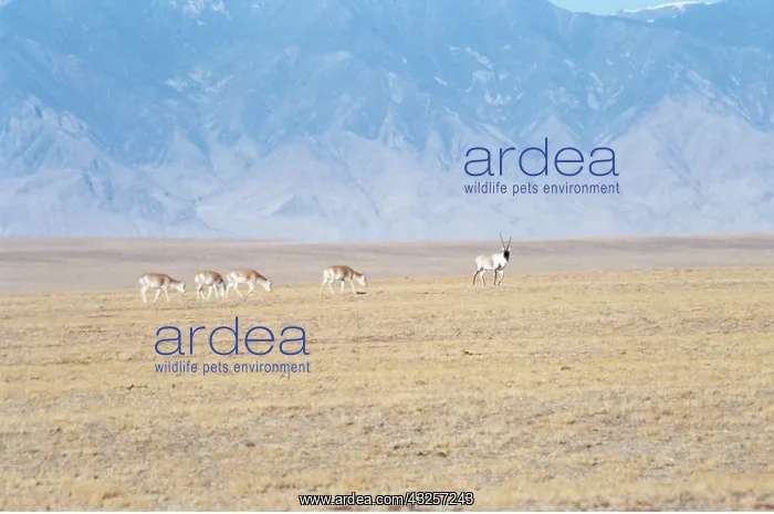 : CHIRU / Tibetan ANTELOPE - Male with harem on winter : CHIRU / Tibetan ANTELOPE - Male with harem on winter