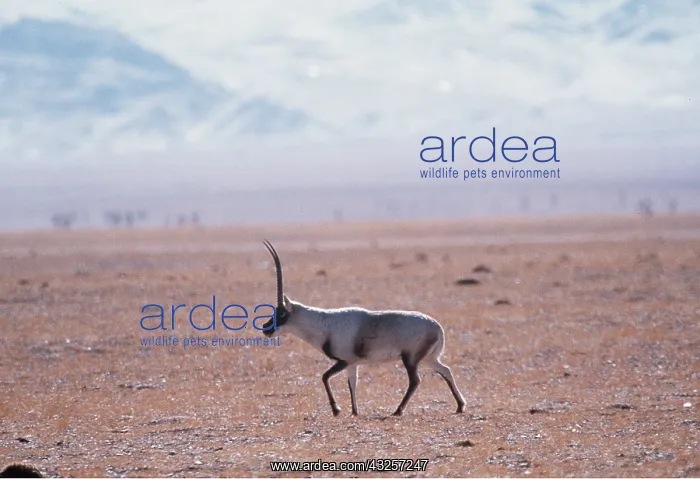 : CHIRU / Tibetan ANTELOPE - male in winter breeding colours : CHIRU / Tibetan ANTELOPE - male in winter breeding colours