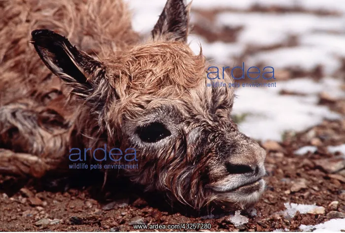 : CHIRU / Tibetan ANTELOPE - newborn, head : CHIRU / Tibetan ANTELOPE - newborn, head