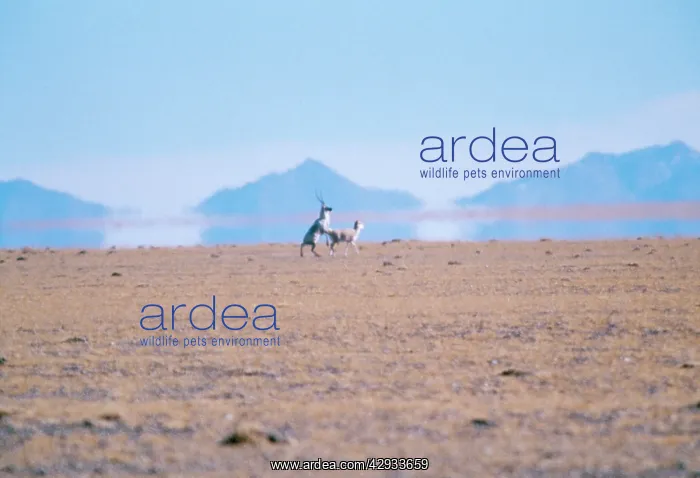  : CHIRU  /  Tibetan ANTELOPE - preparing to mate. Courtship