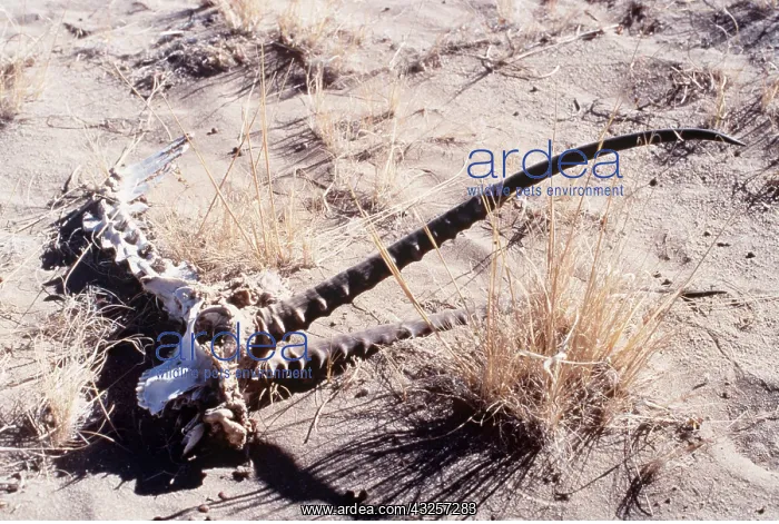 : CHIRU / Tibetan ANTELOPE - skull, horns and bones in sand : CHIRU / Tibetan ANTELOPE - skull, horns and bones in sand