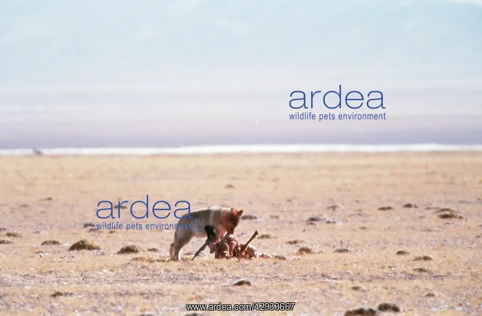 : CHIRU / Tibetan ANTELOPE - wolf feeds on male carcass : CHIRU / Tibetan ANTELOPE - wolf feeds on male carcass
