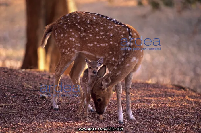 : Chital - caring for a new born : Chital - caring for a new born