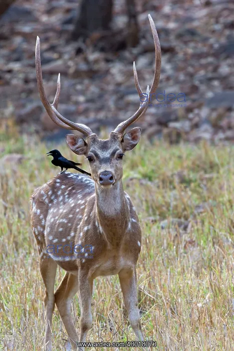 : Chital / Cheetal / Spotted / Axis Deer and : Chital / Cheetal / Spotted / Axis Deer and