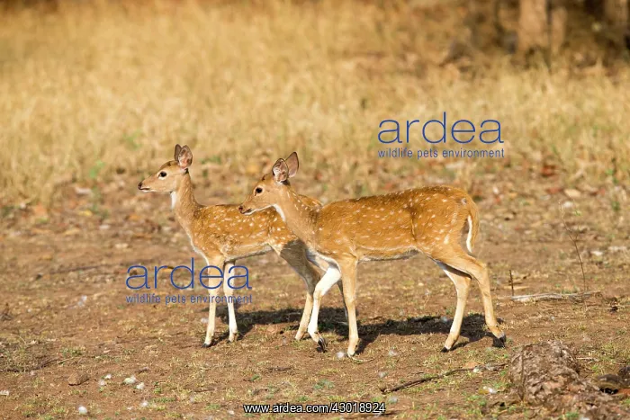 : Chital / Cheetal / Spotted / Axis Deer : Chital / Cheetal / Spotted / Axis Deer