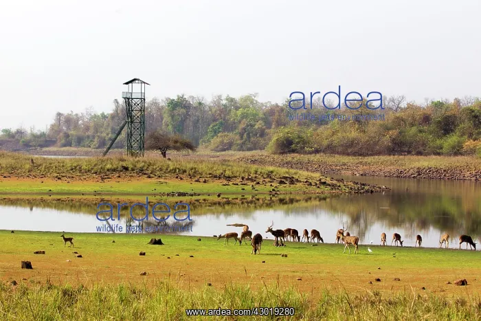 : Chital / Cheetal / Spotted / Axis Deer : Chital / Cheetal / Spotted / Axis Deer