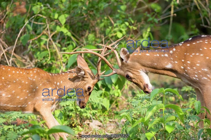 : Chital / Cheetal / Spotted / Axis Deer fight : Chital / Cheetal / Spotted / Axis Deer fight