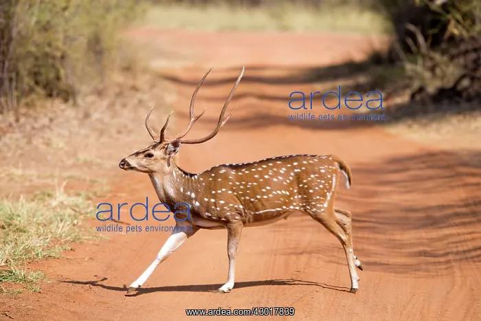 : Chital / Cheetal / Spotted / Axis Deer male : Chital / Cheetal / Spotted / Axis Deer male