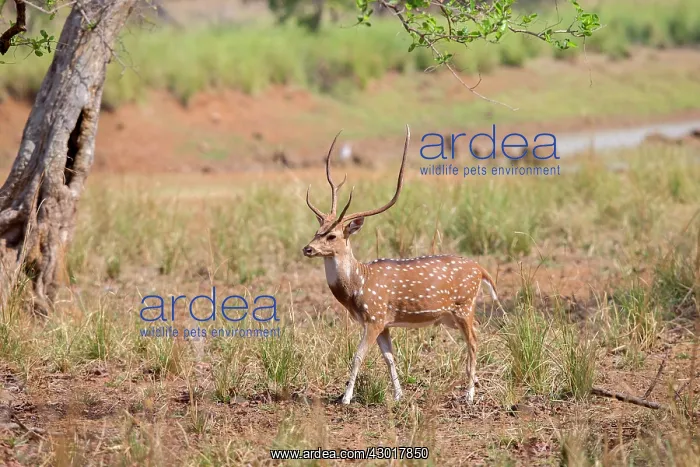 : Chital / Cheetal / Spotted / Axis Deer male : Chital / Cheetal / Spotted / Axis Deer male