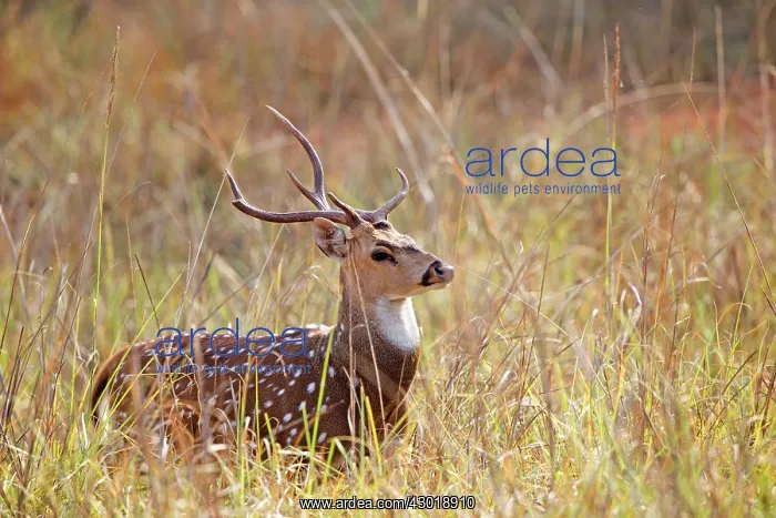 : Chital / Cheetal / Spotted / Axis Deer male : Chital / Cheetal / Spotted / Axis Deer male