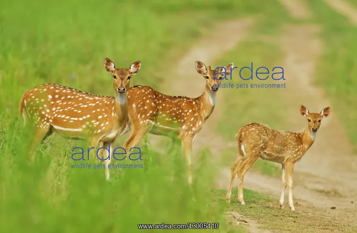 : Chital females and young : Chital females and young