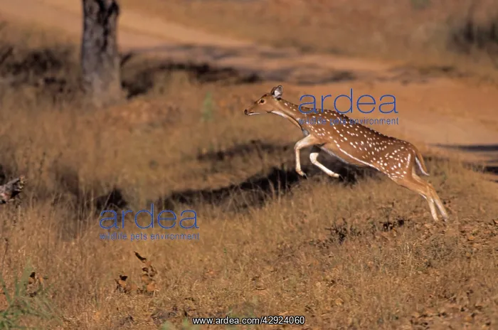 : Chital - leaping : Chital - leaping