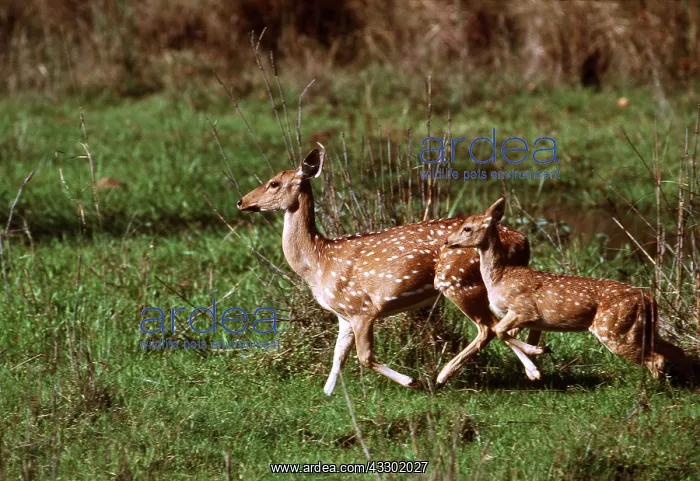 : CHITAL / SPOTTED / AXIS DEER : CHITAL / SPOTTED / AXIS DEER