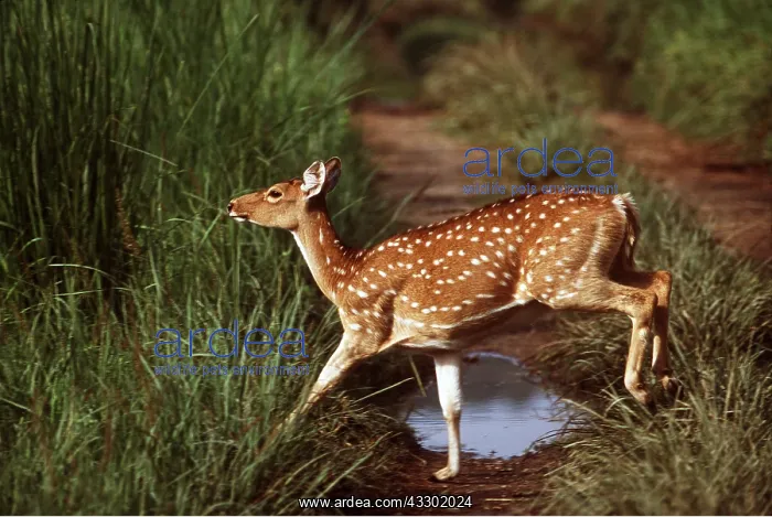 : CHITAL / SPOTTED / AXIS DEER - crossing dirt track : CHITAL / SPOTTED / AXIS DEER - crossing dirt track