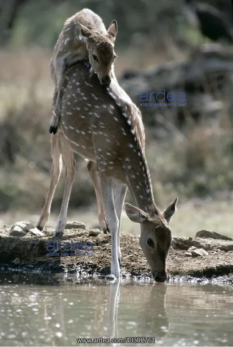 : CHITAL / SPOTTED / AXIS DEER - drinking at water : CHITAL / SPOTTED / AXIS DEER - drinking at water