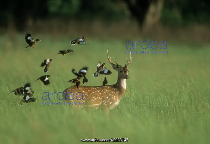 : Chital / Spotted / Axis DEER - with flock of Indian : Chital / Spotted / Axis DEER - with flock of Indian