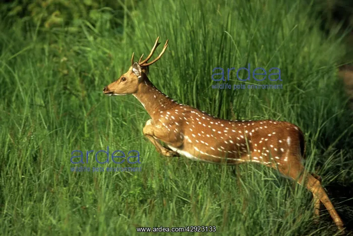 : Chital / Spotted / Axis DEER - leaping through grass : Chital / Spotted / Axis DEER - leaping through grass