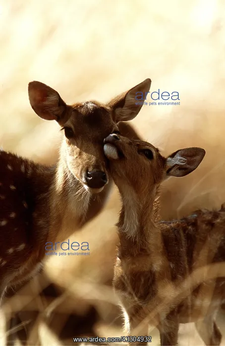 : CHITAL / SPOTTED / AXIS DEER - nuzzling young : CHITAL / SPOTTED / AXIS DEER - nuzzling young