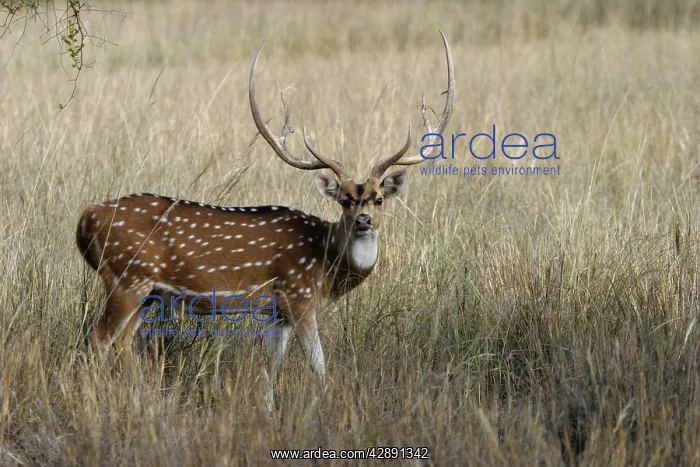 : Chital / Spotted Deer : Chital / Spotted Deer