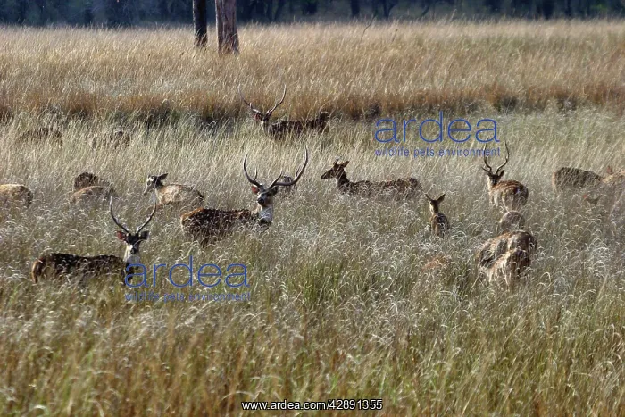 : Chital / Spotted Deer : Chital / Spotted Deer