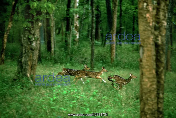 : Chital / Spotted Deer : Chital / Spotted Deer