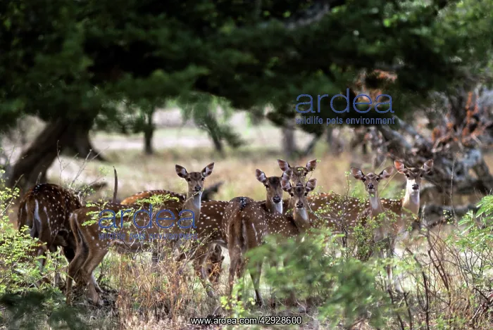 : Chital / Spotted Deer : Chital / Spotted Deer