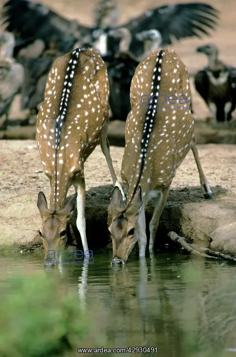 : Chital / Spotted Deer : Chital / Spotted Deer