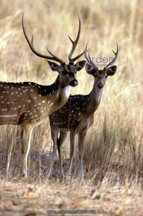 : Chital / Spotted Deer : Chital / Spotted Deer