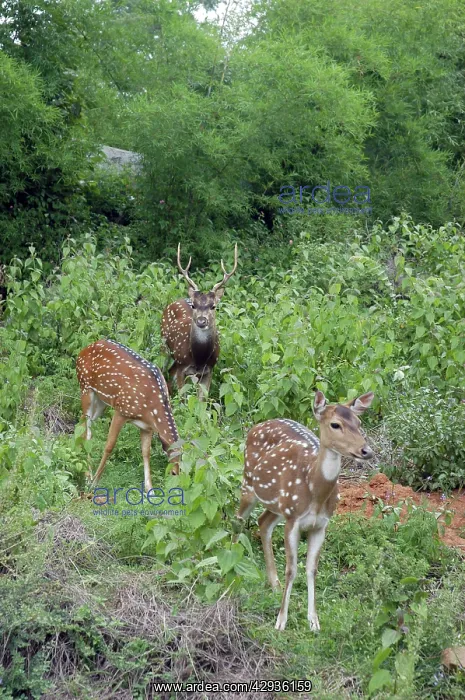 : Chital / Spotted Deer : Chital / Spotted Deer