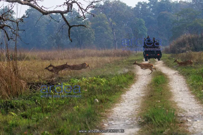 : CHITAL OR SPOTTED DEER : CHITAL OR SPOTTED DEER