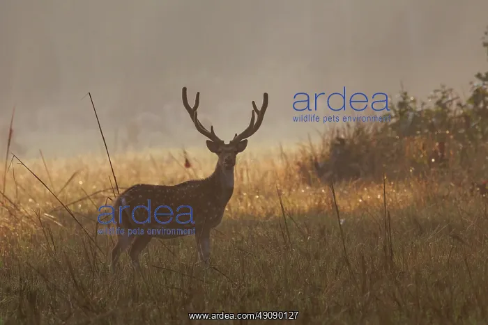 : CHITAL OR SPOTTED DEER : CHITAL OR SPOTTED DEER