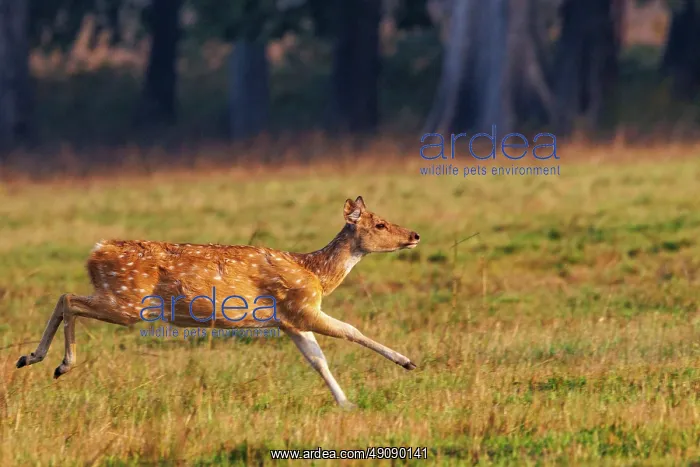 : CHITAL OR SPOTTED DEER : CHITAL OR SPOTTED DEER