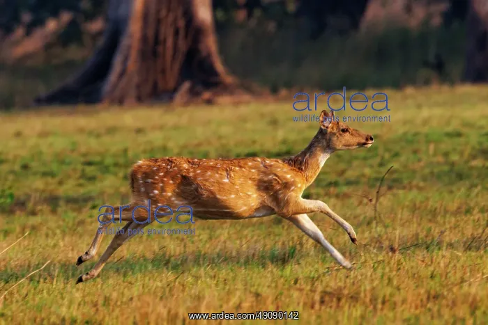 : CHITAL OR SPOTTED DEER : CHITAL OR SPOTTED DEER