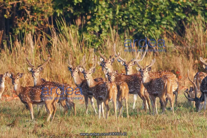 : CHITAL OR SPOTTED DEER : CHITAL OR SPOTTED DEER