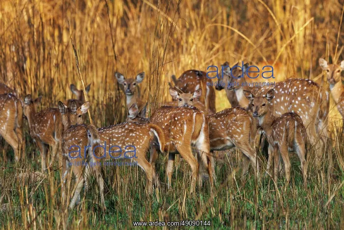 : CHITAL OR SPOTTED DEER : CHITAL OR SPOTTED DEER