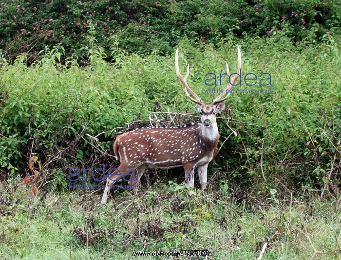 : Chital / Spotted Deer / Axis Deer - Stag : Chital / Spotted Deer / Axis Deer - Stag