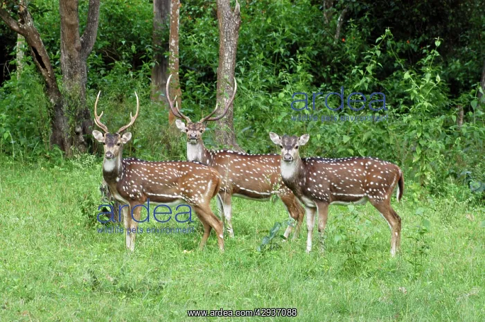 : Chital / Spotted Deer / Axis Deer - stags and doe : Chital / Spotted Deer / Axis Deer - stags and doe