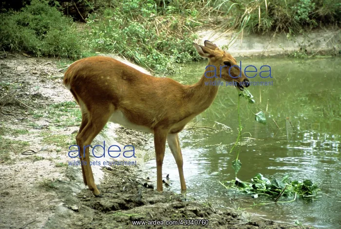 : CHITAL / Spotted Deer - eating : CHITAL / Spotted Deer - eating