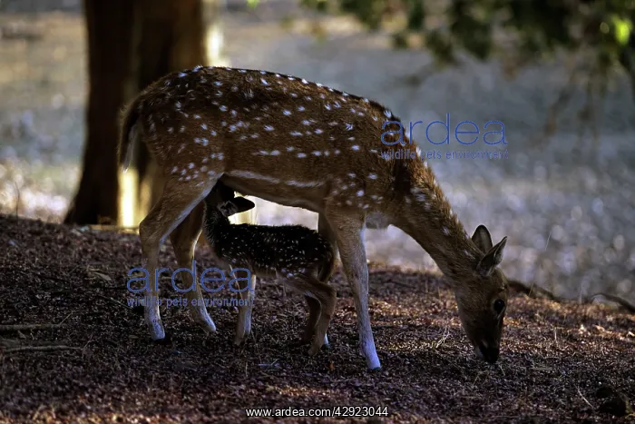: CHITAL / Spotted deer with fawn : CHITAL / Spotted deer with fawn