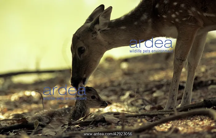 : CHITAL / spotted deer with fawn : CHITAL / spotted deer with fawn