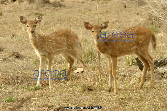 : Chital / Spotted Deer - fawns : Chital / Spotted Deer - fawns