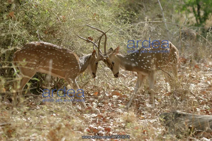 : Chital / Spotted Deer - fighting : Chital / Spotted Deer - fighting