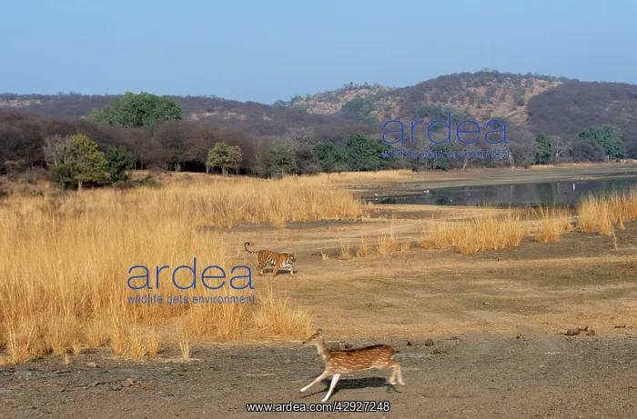 : CHITAL / Spotted Deer - fleeing from Bengal / Indian Tiger : CHITAL / Spotted Deer - fleeing from Bengal / Indian Tiger